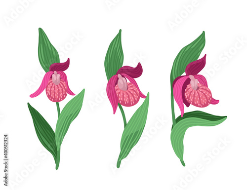 Lady's-slipper, Cypripedium, Rare plant, blooming wild flower, forest plant, vector flat drawing