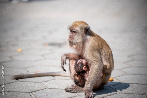 A Portrait of The Mother Monkey Feeding her Baby and showing emotions
