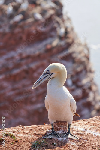 A gannet stands on a rock. Shadow falls on the ground