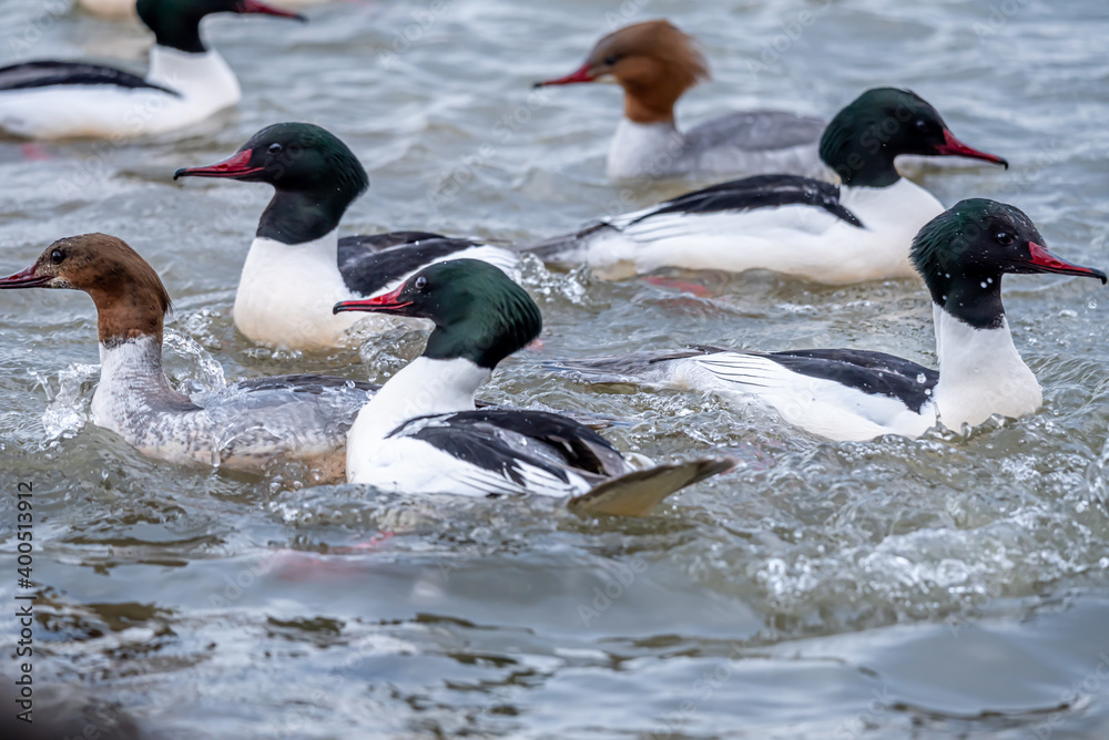 Fototapeta premium Water birds swimming in opposite directions in water. Common merganser. Goosander Eurasian. Mergus merganser.