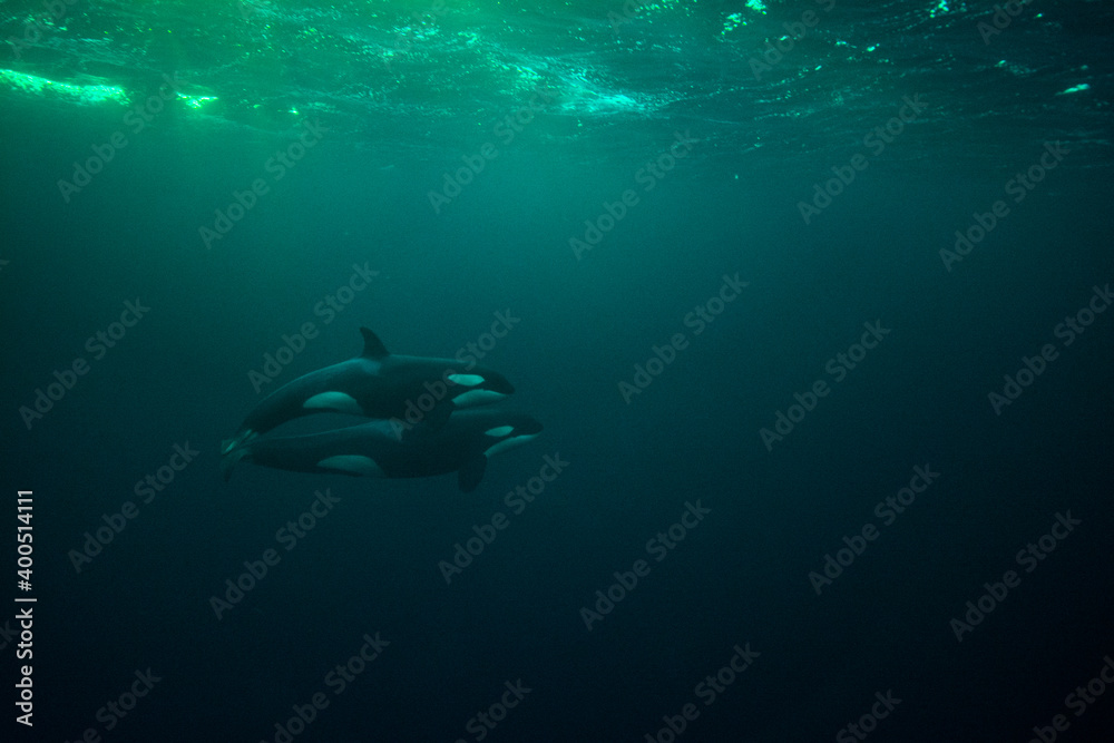 orca killer whale underwater