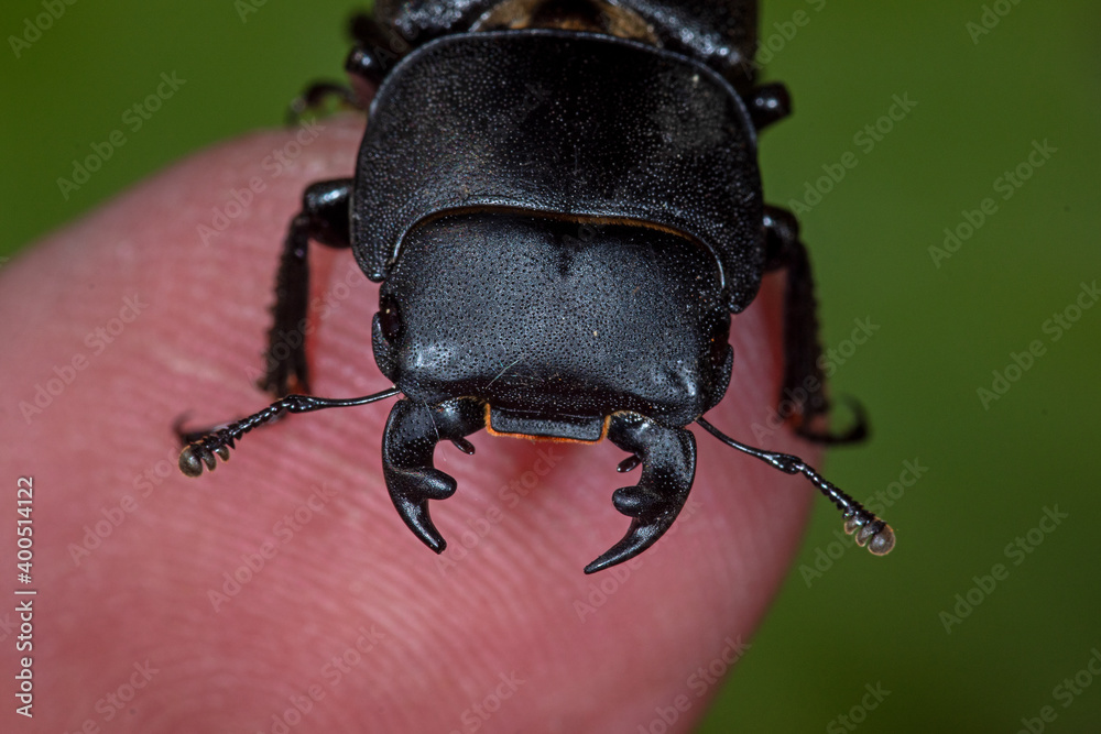 Balkenschröter, Dorcus parallelipipedus, DE, NRW, Leverkusen-Opladen 2020/05/26 16:27:14 Balkenschröter, Dorcus parallelipipedus, DE, NRW, Leverkusen-Opladen 2020/05/26 16:27:14