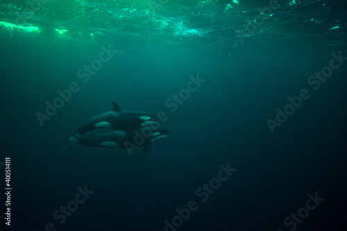 orca killer whale underwater © Stanislav