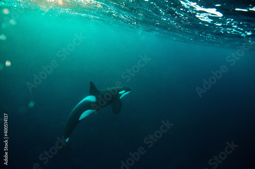 orca killer whale underwater © Stanislav
