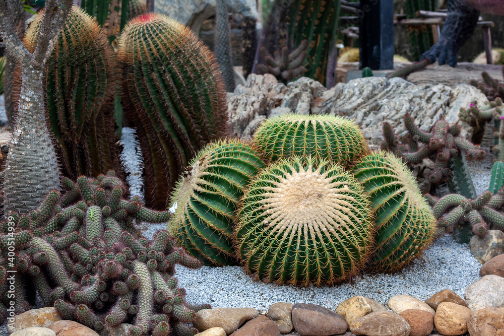 Cactus desert in the garden.