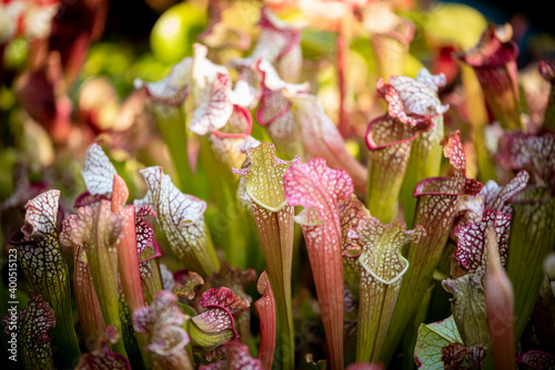 Valokuvatapetti beautiful of The carnivorous topped trumpet pitcher plant