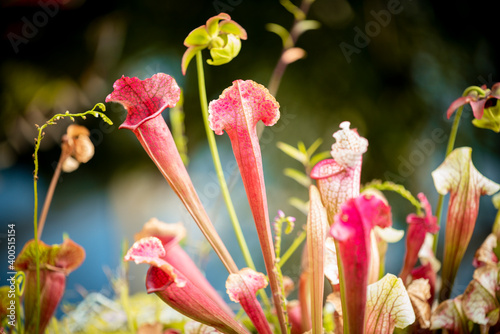 Foto beautiful of The carnivorous topped trumpet pitcher plant