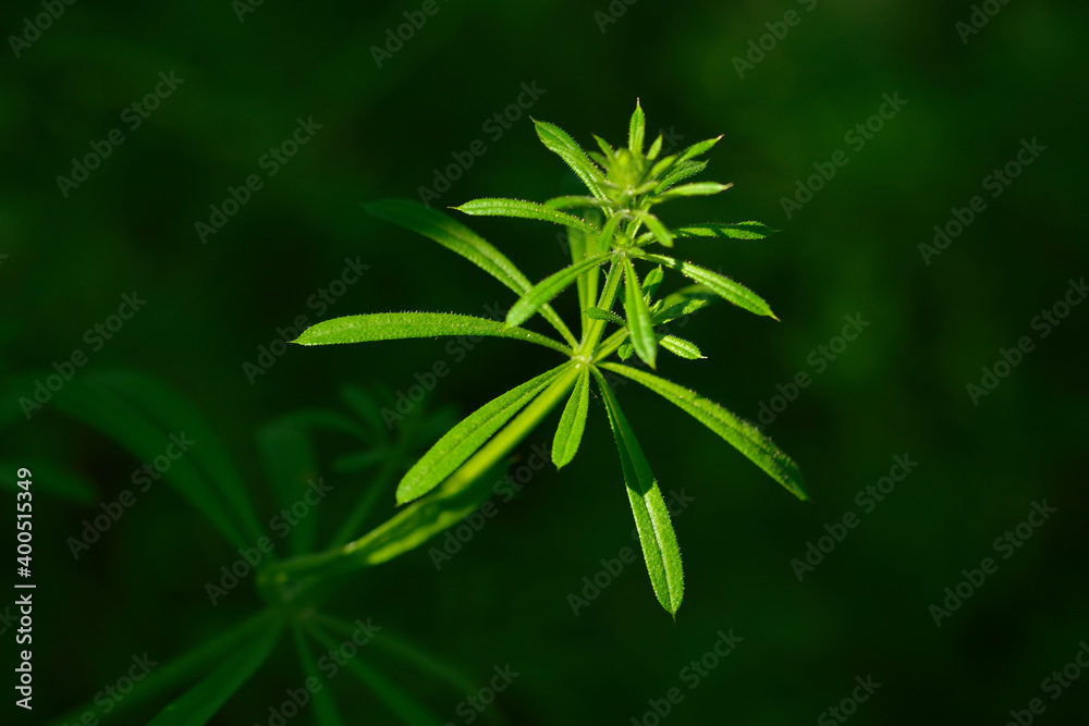 Kletten-Labkraut (Galium aparine), auch Klebkraut genannt Kletten-Labkraut (Galium aparine), auch Klebkraut genannt