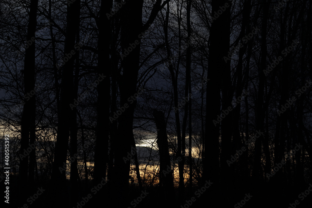 Naklejka premium a spooky scene in the forest at sunset