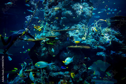 Amazing coral reef aquarium moment. Wonderful and beautiful underwater world with corals and tropical fish.