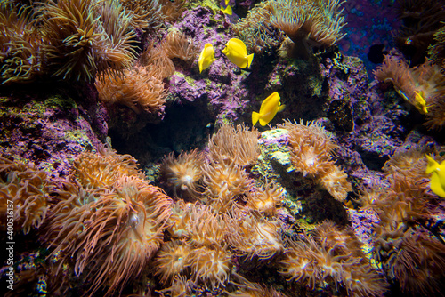 Amazing coral reef aquarium moment. Wonderful and beautiful underwater world with corals and tropical fish.