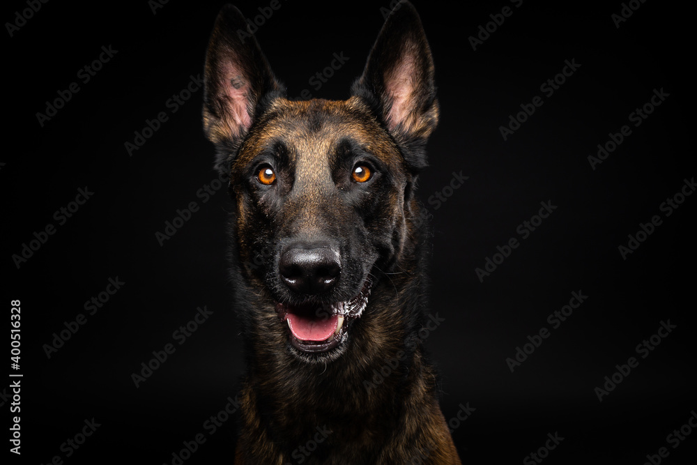 Portrait of a Belgian shepherd dog on an isolated black background. Portrait of a Belgian shepherd dog on an isolated black background.
