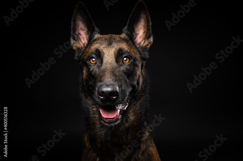 Portrait of a Belgian shepherd dog on an isolated black background.