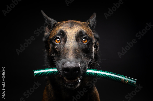 Fotografie Portrait of a Belgian shepherd dog with a toy in its mouth, shot on an isolated black background