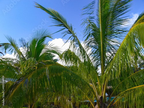 Palm trees on Easter Island. nature plants on Easter Island. photo