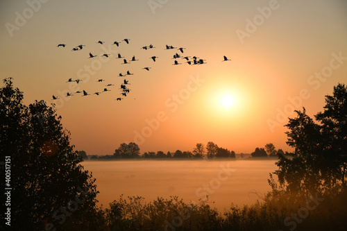 Kraniche bei Sonnenaufgang in der Lewitz