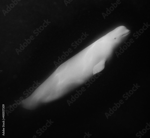 Fotobehang Beluga whales underwater