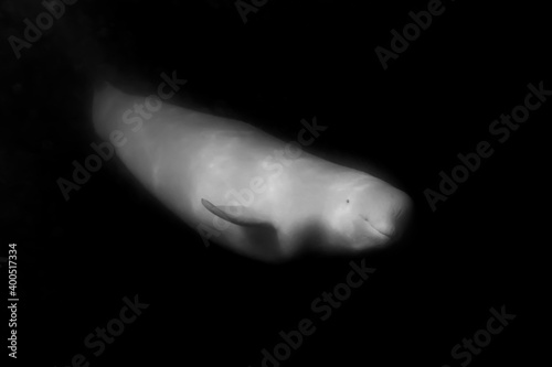 Foto Beluga whales underwater