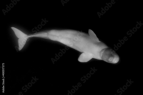 Leinwand Poster Beluga whales underwater