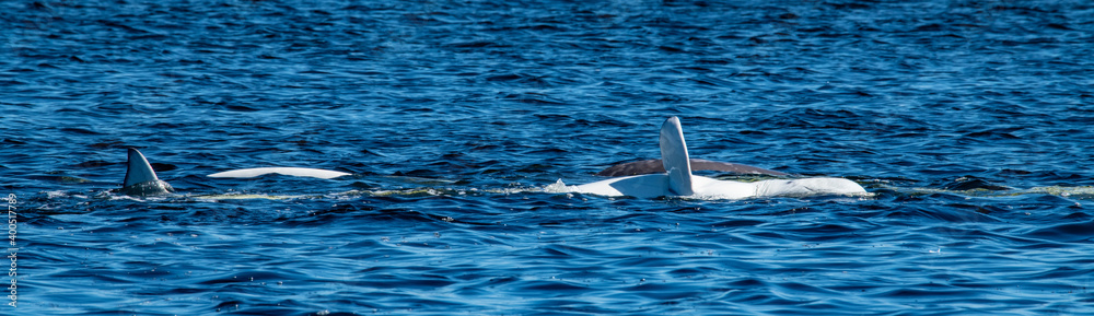 Naklejka premium Beluga whales