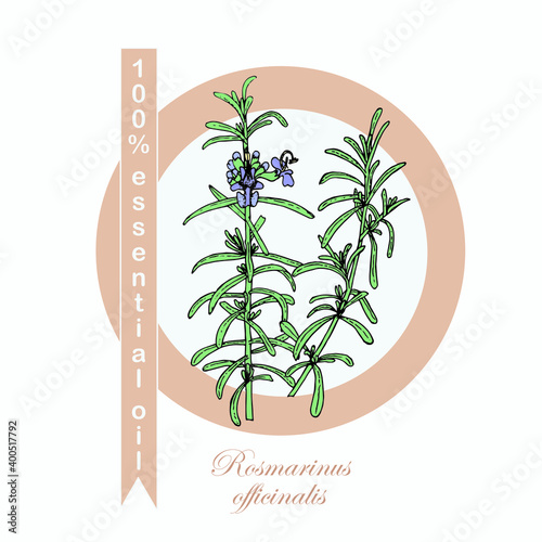  Rosemary 100% essential oil label. Colorful art design elements stock vector illustration for product design, for packing design