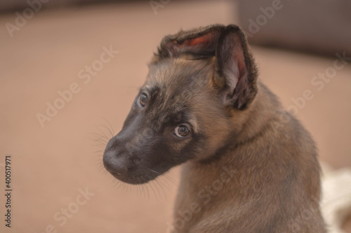 Bella the belgian x gsd shepherd puppy