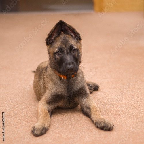 Bella the belgian x gsd shepherd puppy