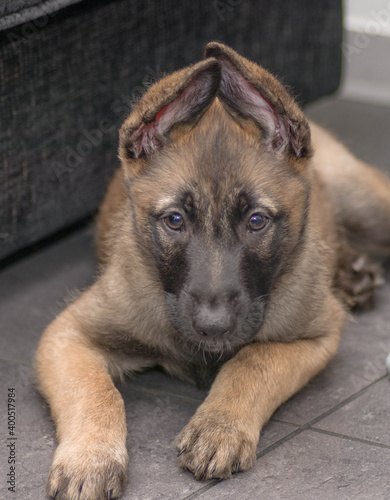 Bella the belgian x gsd shepherd puppy
