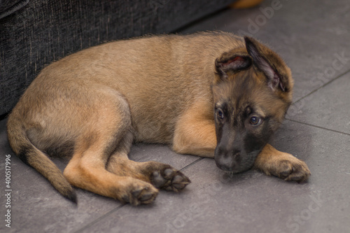 Bella the belgian x gsd shepherd puppy