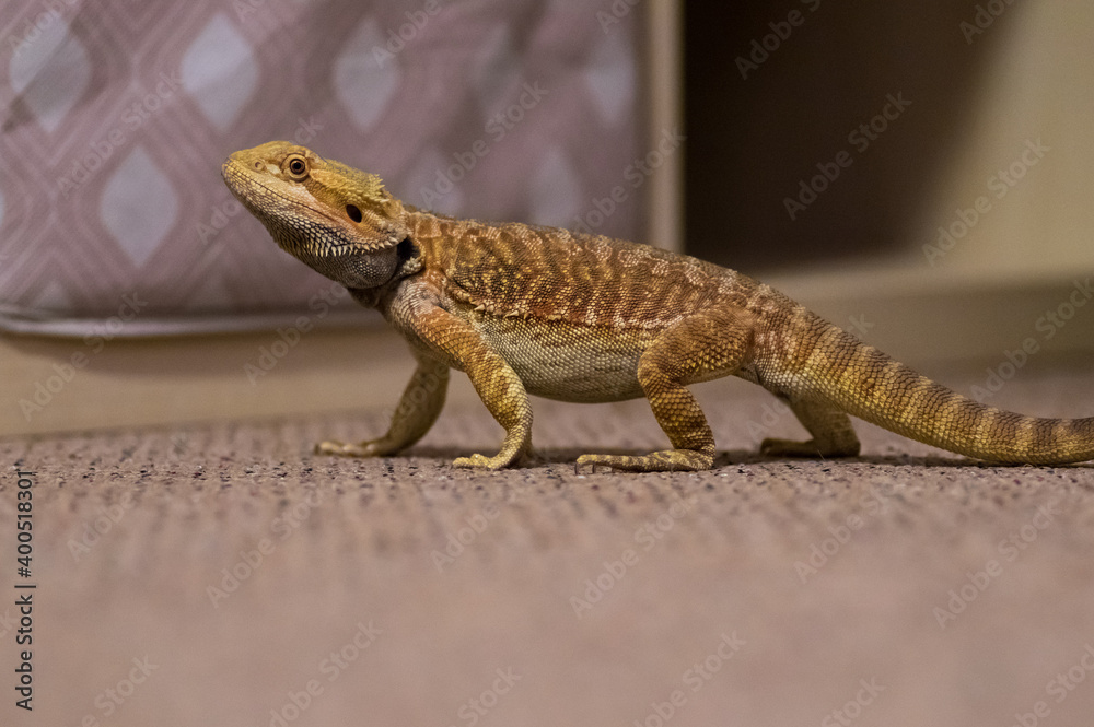 Fototapeta premium Detail of Bearded dragon (pogona) on the floor exploring the flat