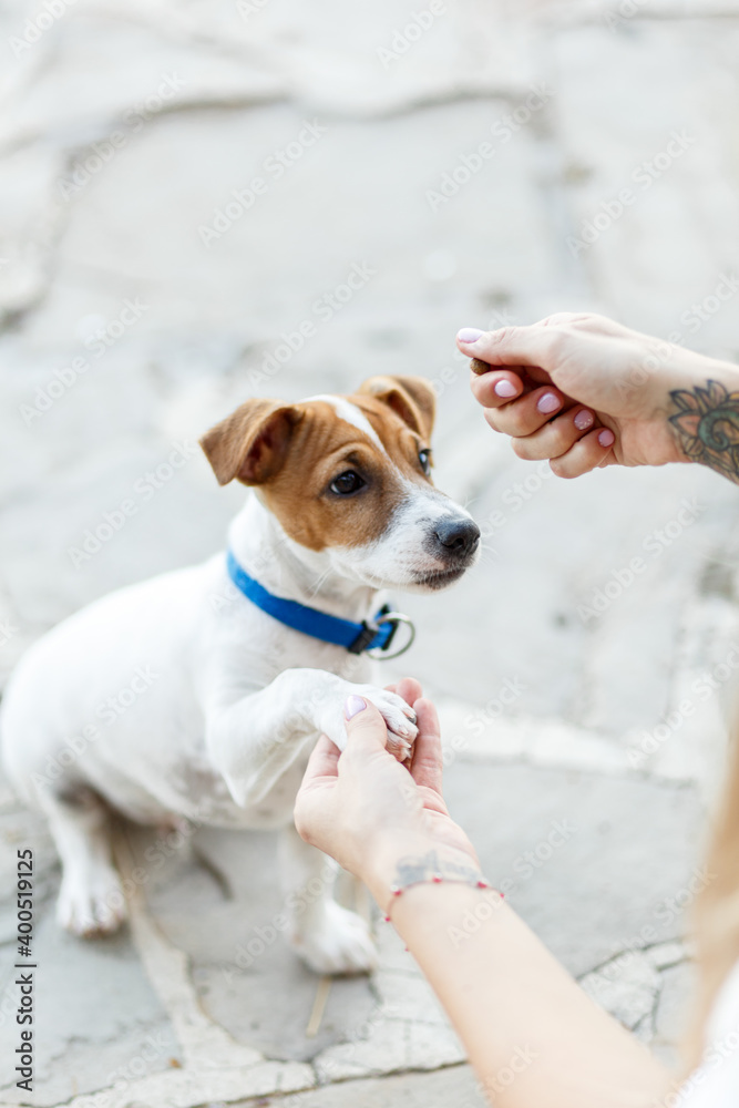 Portrait of lovely pet dog breed Jack Russell terrier, sits nearby his owner who is feeding him, feels happy, put on his leash and collar . Outdoor photo, over street background Portrait of lovely pet dog breed Jack Russell terrier, sits nearby his owner who is feeding him, feels happy, put on his leash and collar . Outdoor photo, over street background