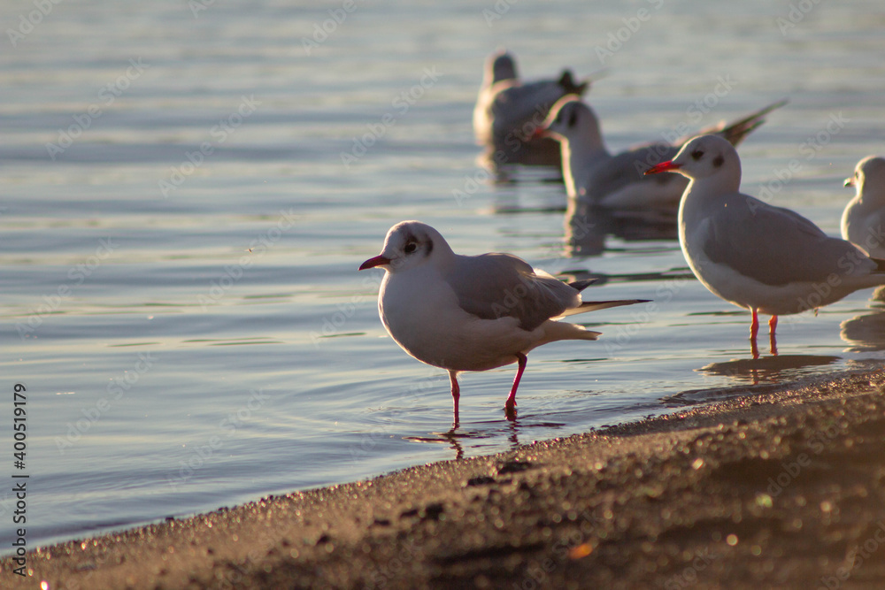 Fototapeta premium Sea birds on the Lake Bracciano,Wildlife,Italy.