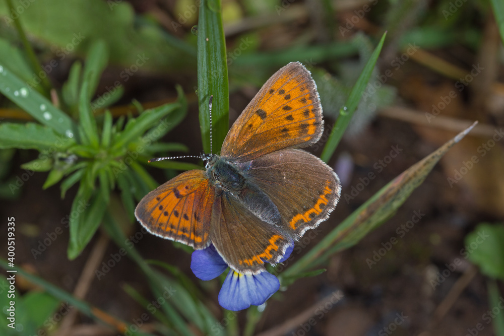 Obraz premium Lycaena hippothoe, Lilagold-Feuerfalter, DE, NRW, Lewertbachtal, Eifel 2020/06/06 12:27:05
