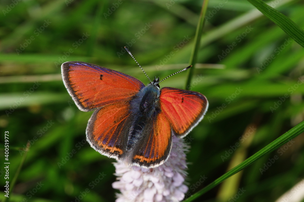 Lycaena hippothoe, Lilagold-Feuerfalter, DE, NRW, Lewertbachtal, Eifel 2020/06/06 13:25:39