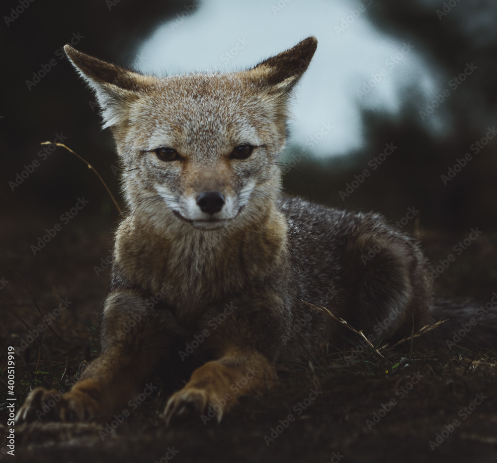 fox