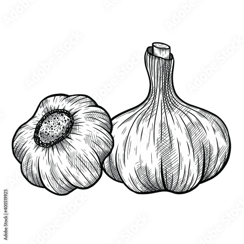 Vector sketch illustration of garlic set drawing isolated on white. Engraved style. Ink. natural business. Vintage, retro object for menu, label, recipe, product packaging