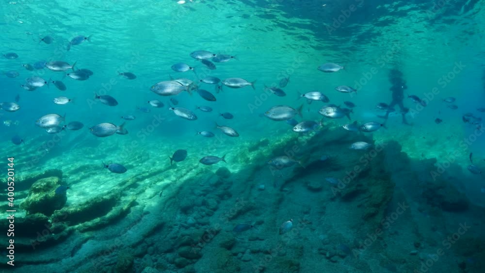 fish scenery underwater sun beams sun rays underwater mediterranean sea sun shine relaxing ocean scenery fish scenery underwater sun beams sun rays underwater mediterranean sea sun shine relaxing ocean scenery