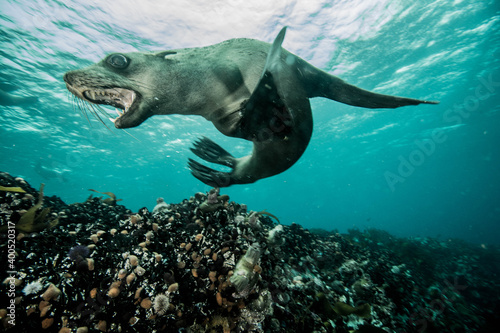 Cape fur seal underwater