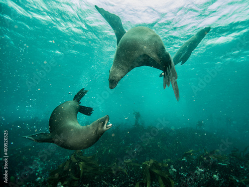Cape fur seal underwater