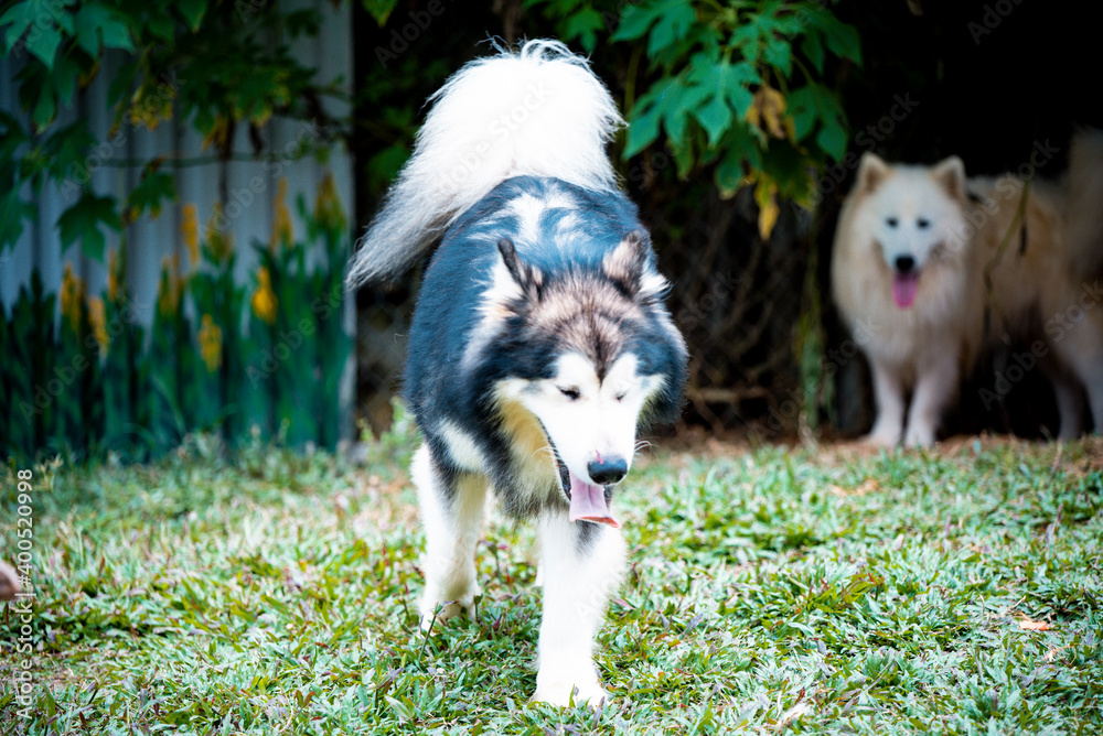 portrait of Husky Sibir dog in the garden portrait of Husky Sibir dog in the garden