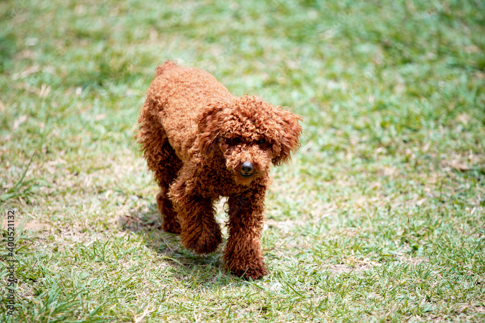 cute poodle brown puppy  dog in the garden 