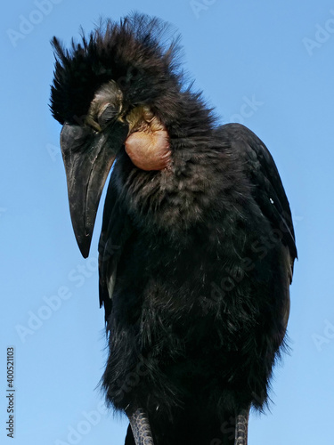 Hornrabe steht wie eine trauriger Vogel, Bucorvus leadbeateri photo