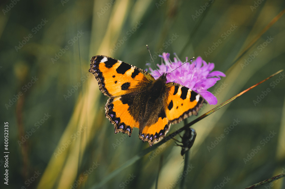 Obraz premium travel far worry less 