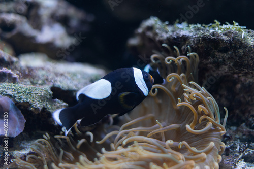 Beautiful black and white ocellaris clownfish among anemone tentacles of Bali,
