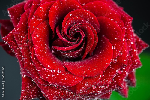 Red rose in a romantic background.