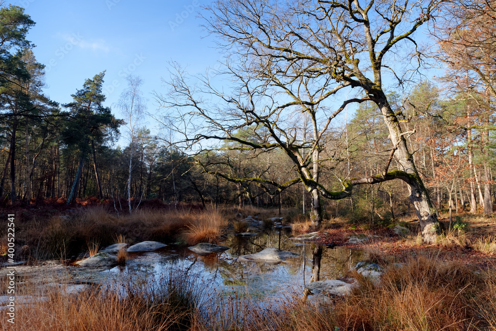 Pond of the Rapin road in Fontainebleau forest