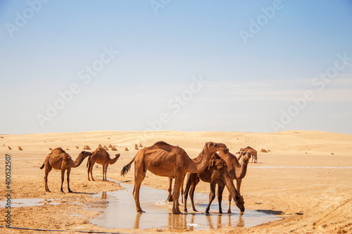 Camels in Sahara desert drink water from puddle