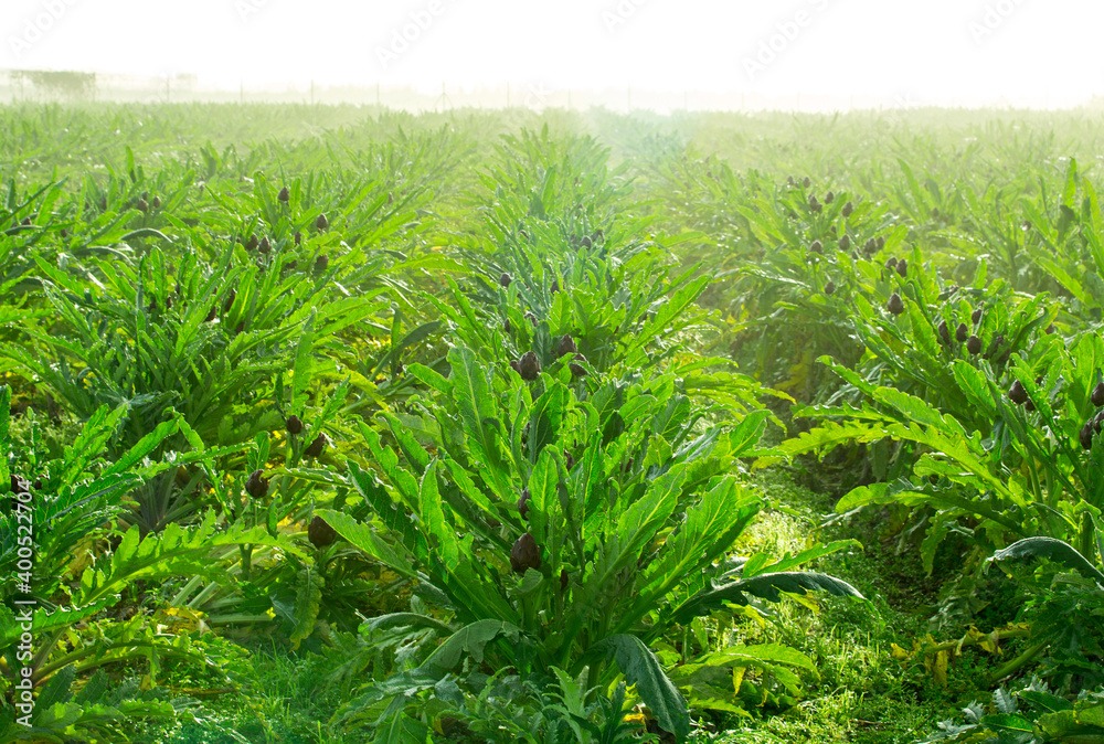 Orchard of growing artichokes in a misty field on the dawn Orchard of growing artichokes in a misty field on the dawn