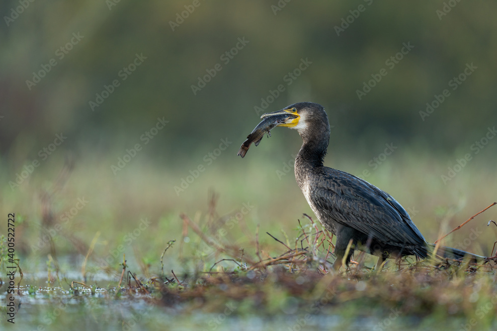 cormoran