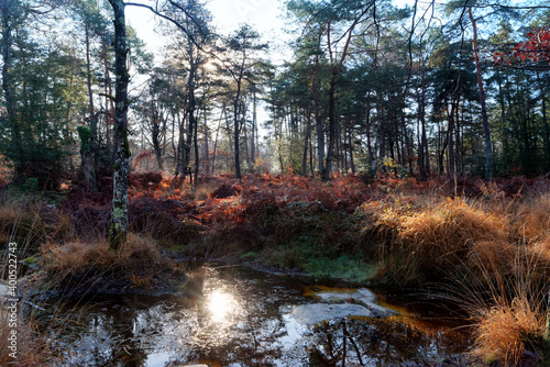 Pond of the Rapin road in Fontainebleau forest